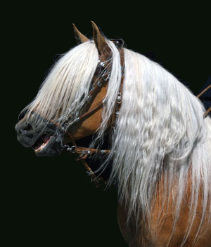 Zenato