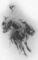 Peruvian Paso Horse