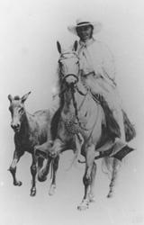 Peruvian Paso Horse